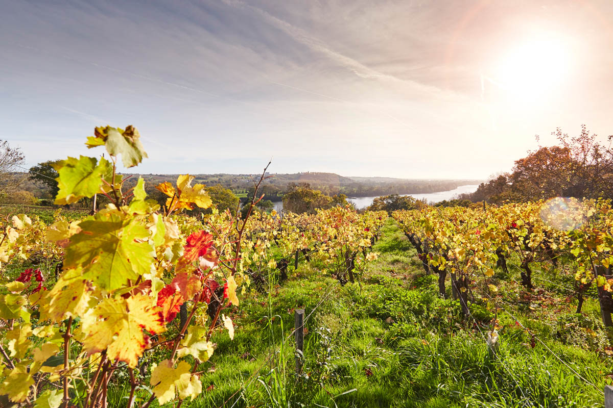 Vignoble, domaine des Genaudieres.