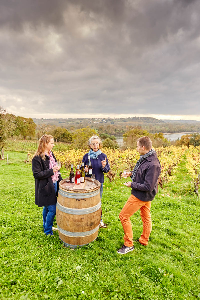 Vignoble, domaine des Genaudieres.